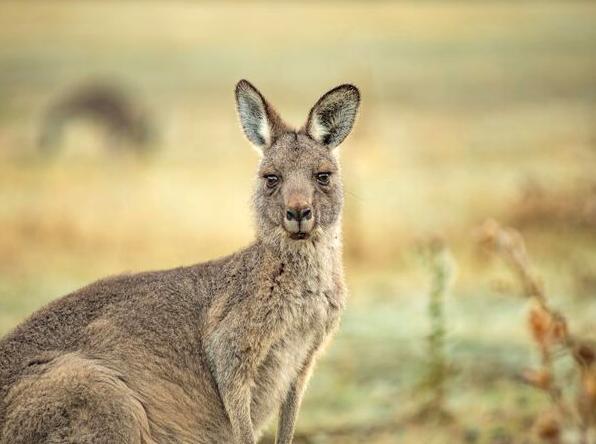 tararua | Experiencing the Sounds of Anangu Wildlife Walk