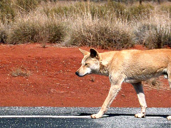 tararua | Experiencing the Sounds of Anangu Wildlife Walk