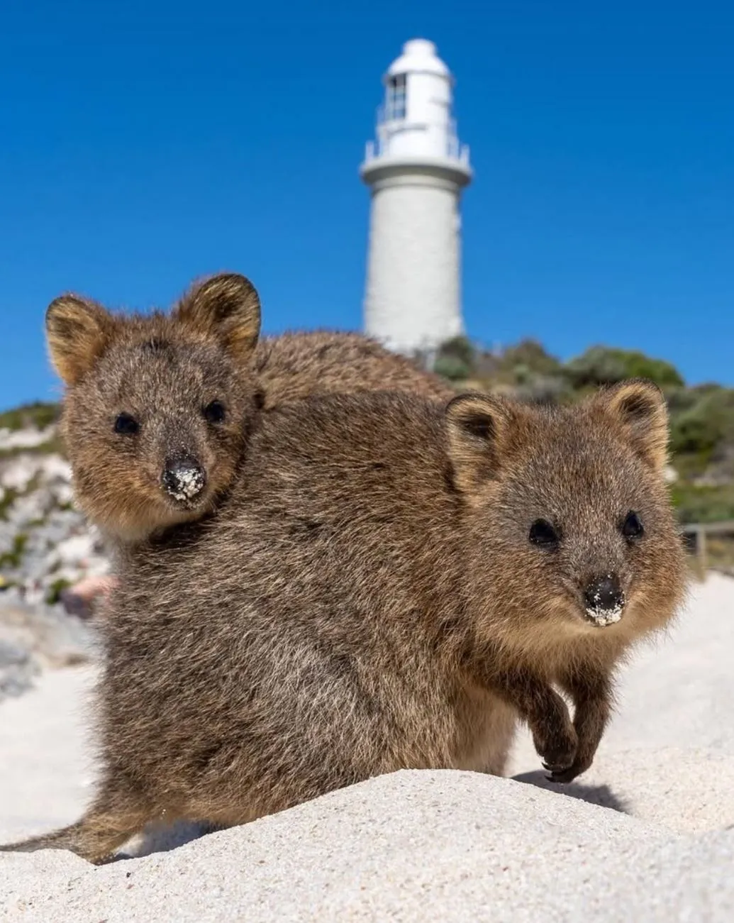 tararua | Snap a Quokka Selfie on Rottnest Island | Ultimate Guide