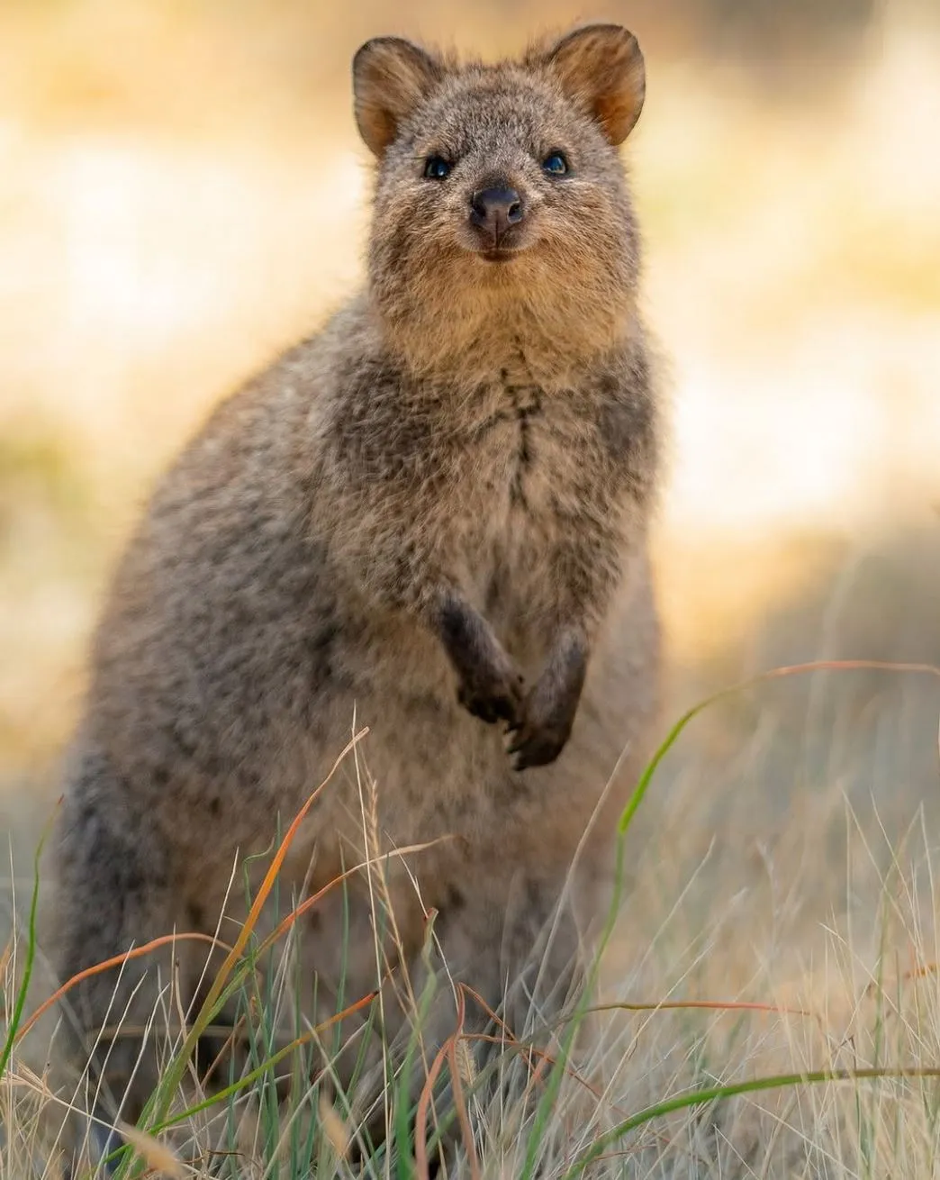 tararua | Snap a Quokka Selfie on Rottnest Island | Ultimate Guide