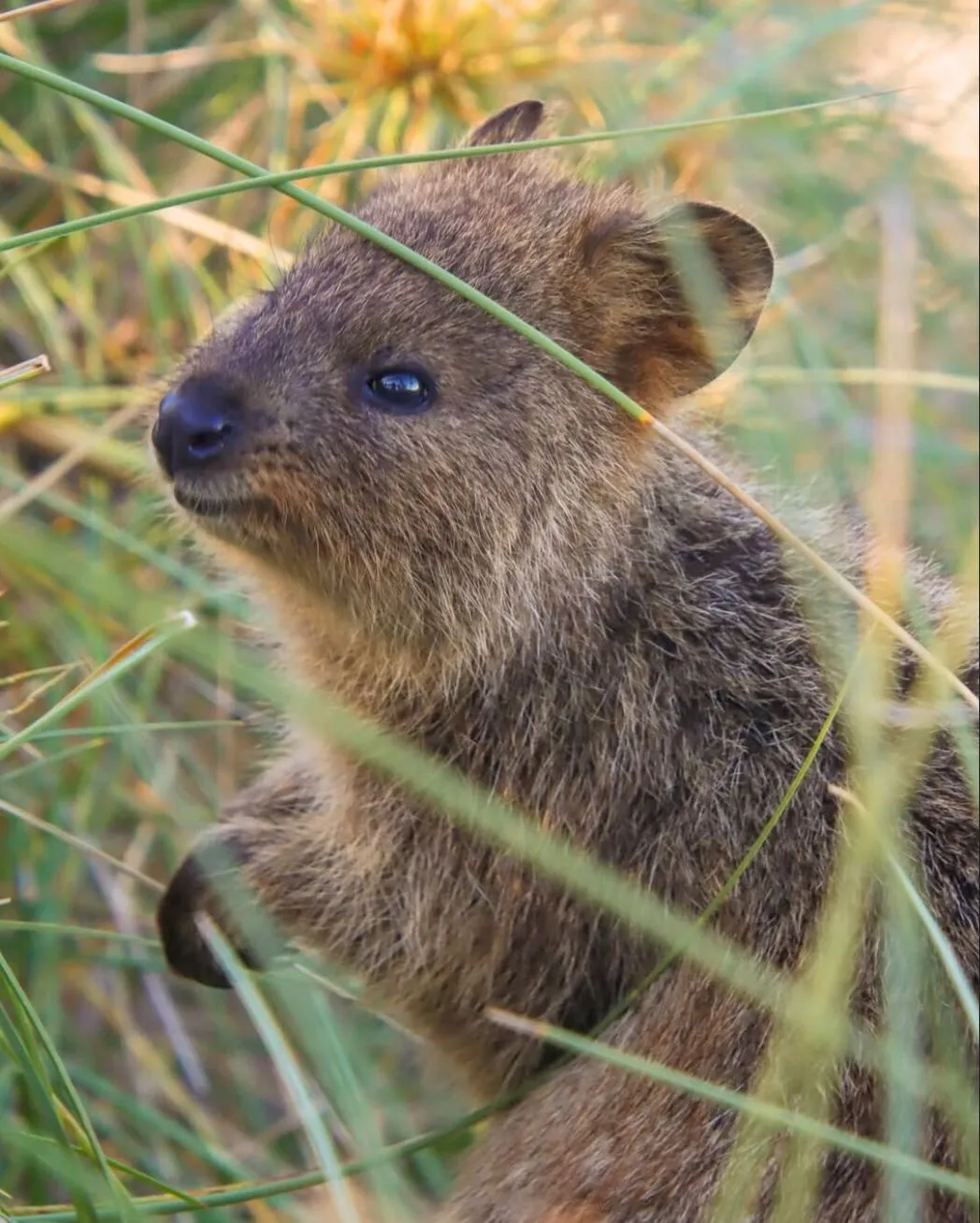 tararua | Snap a Quokka Selfie on Rottnest Island | Ultimate Guide